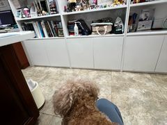 -美联众合动物医院·24h转诊中心