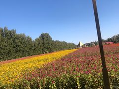 -金塔沙漠胡杨林景区