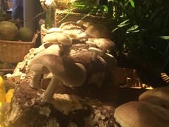 -大头椰·椰子鸡火锅(南宁万象城店)