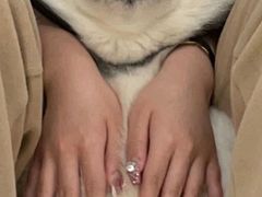 -Husky Go! 哈士奇体验馆·宠物咖啡厅狗咖