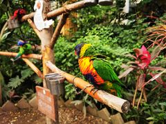 -南宫五洲植物乐园