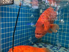 -汤记传菜(浦江店)