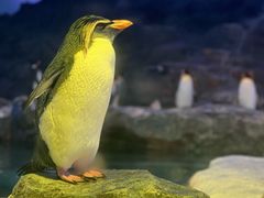 -新加坡飞禽公园