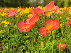 -上海共青森林公园