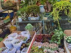 -曲阳花鸟市场(曲阳路店)
