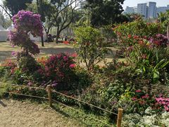 -莲花山公园