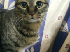 -佳怡动物医院·平价24小时·猫专科骨外科