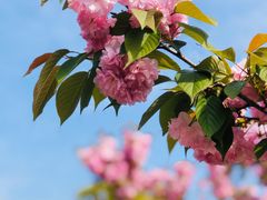 -鹅湖玫瑰文化园