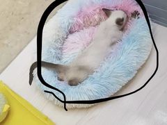 -爪爪喵星球·猫舍(卓悦中心店)