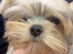 -翊宠yipet猫狗购宠庄园犬舍•猫舍