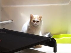 -平行世界·猫咖(首经贸店)