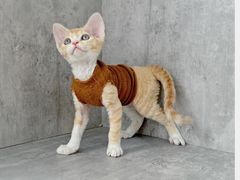 -小猫来了·猫舍(红山六九七九店)