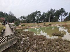 -铁山坪森林公园