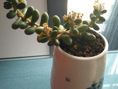 -鲜塘宴·千岛湖大鲫鱼(南湖店)