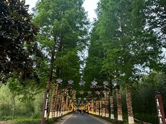 -黄海国家森林公园