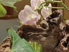 -叶叶菩提(太原别墅店)