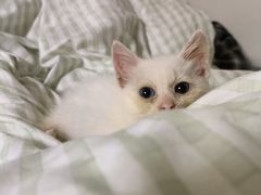 -凯特喵百思猫专科医院