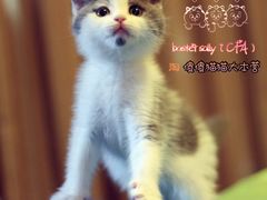 -Bastet sally猫舍购宠(静安店)