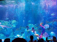 -芜湖新华联大白鲸海洋公园