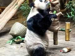-深圳野生动物园
