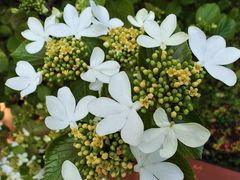 -广州神农草堂中医药博物馆