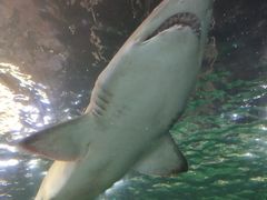 -悉尼海洋生物水族馆