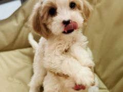 -翊宠yipet猫狗购宠庄园犬舍•猫舍