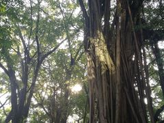 -九龙公园