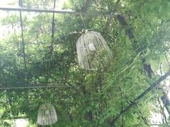 -武汉紫薇都市田园