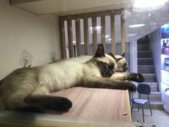 -李小姐の猫咖啡馆(五角场店)