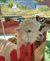 -萌宠亲子动物乐园(槐房万达店)