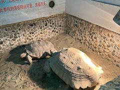 -上海大自然野生昆虫馆(东方明珠·爬宠昆虫探索中心)