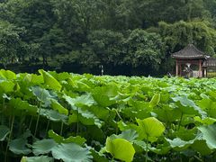 -龙头寺公园