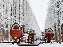 -黄海国家森林公园