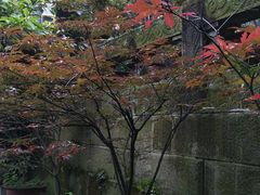 -峨眉山报国寺