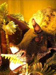 -恐龙探索乐园(磁器口店)