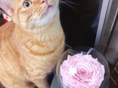 -ROSEONLY诺誓(青岛万象城店)