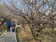 -香雪海