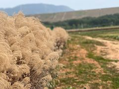 -光明小镇欢乐田园