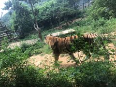 -大连森林动物园