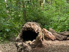 -五营红松林海景区