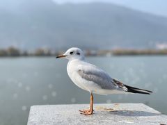 -海埂大坝