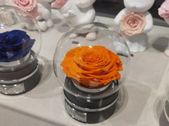 -ROSEONLY诺誓(国际广场购物中心店)