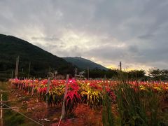-亚龙湾国际玫瑰谷
