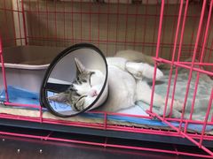 -喜多萌中农锦绣动物医院24H·猫科·牙科MRI·CT