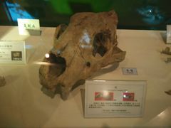 -辽宁古生物博物馆