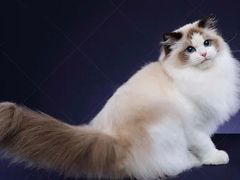 -猫大福·Fortune Cat猫舍(百子湾店)