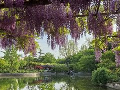-嘉定紫藤园