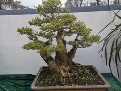 -南山植物园