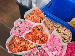 -溪岸路花鸟市场